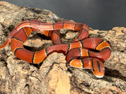 Latacincta - Bamboo Rat Snakes