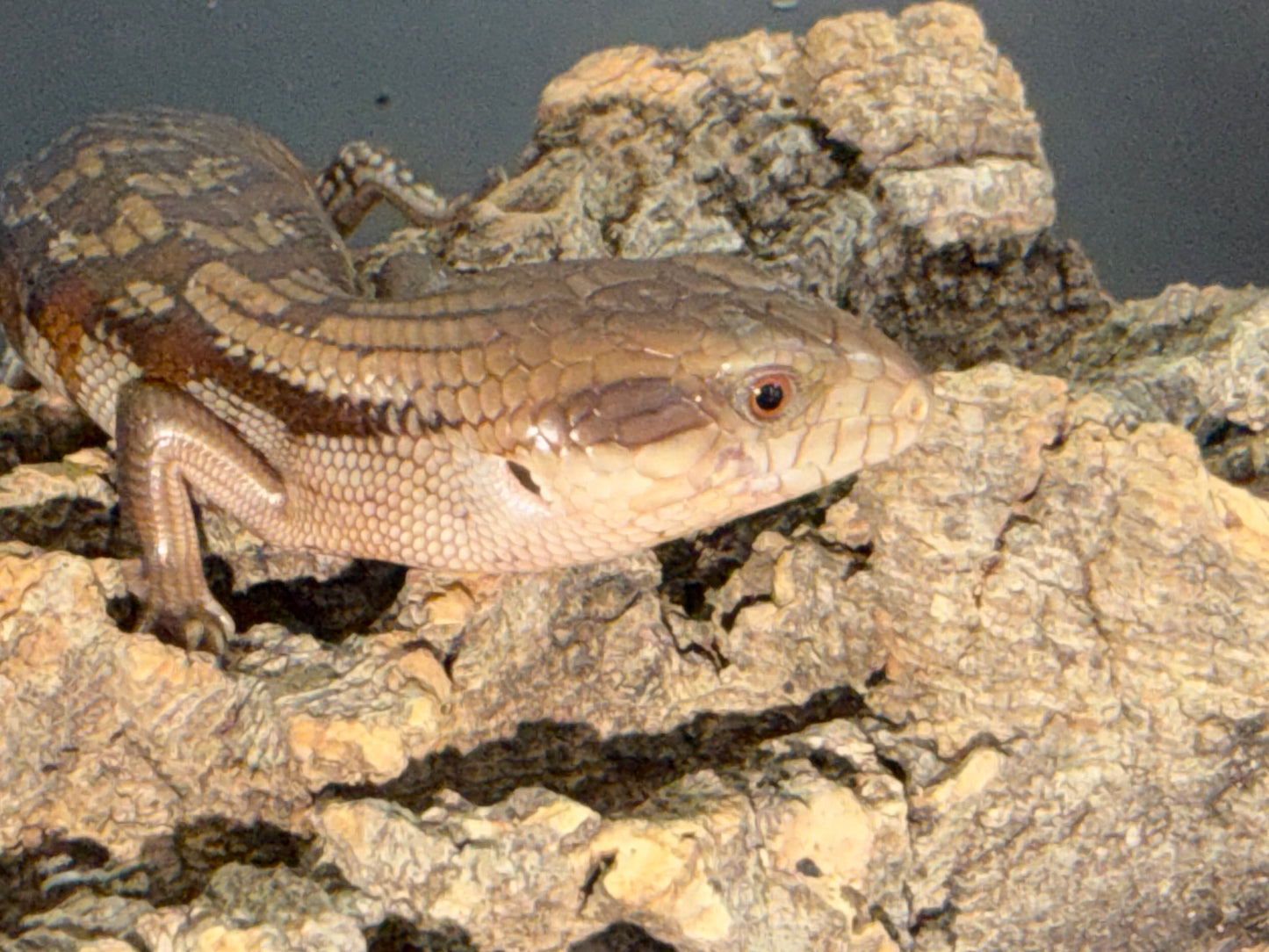 Northern x eastern - Other Blue-Tongued Skinks