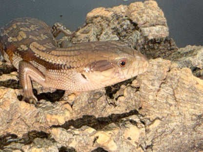 Northern x eastern - Other Blue-Tongued Skinks