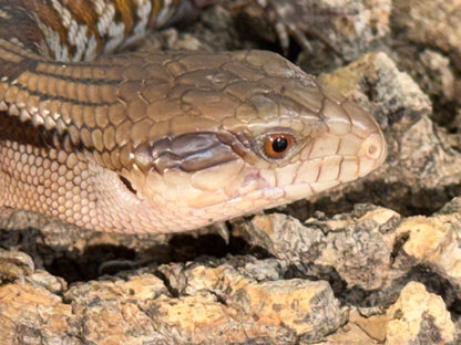 Northern x eastern - Other Blue-Tongued Skinks