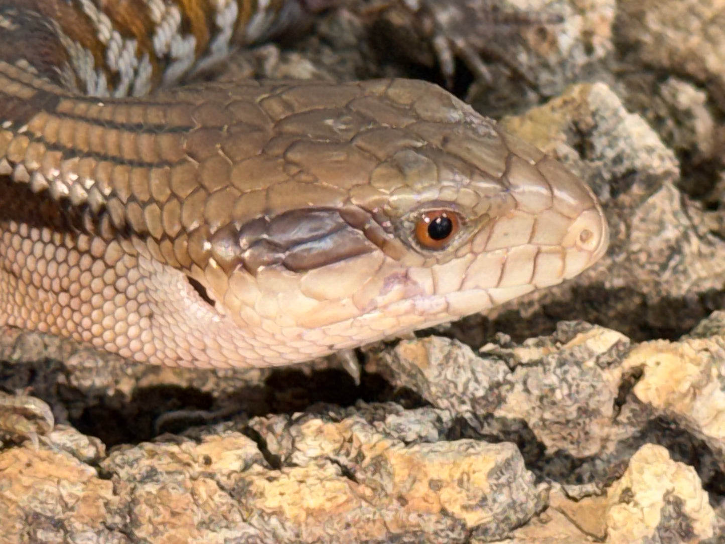 Northern x eastern - Other Blue-Tongued Skinks