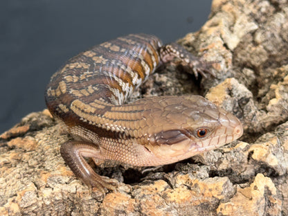 Northern x eastern - Other Blue-Tongued Skinks