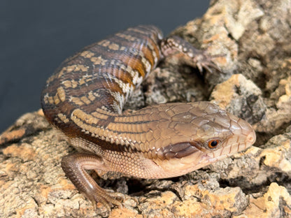 Northern x eastern - Other Blue-Tongued Skinks