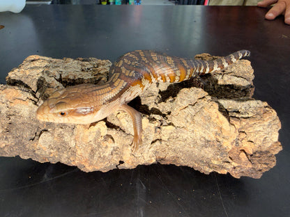 Northern x eastern - Other Blue-Tongued Skinks