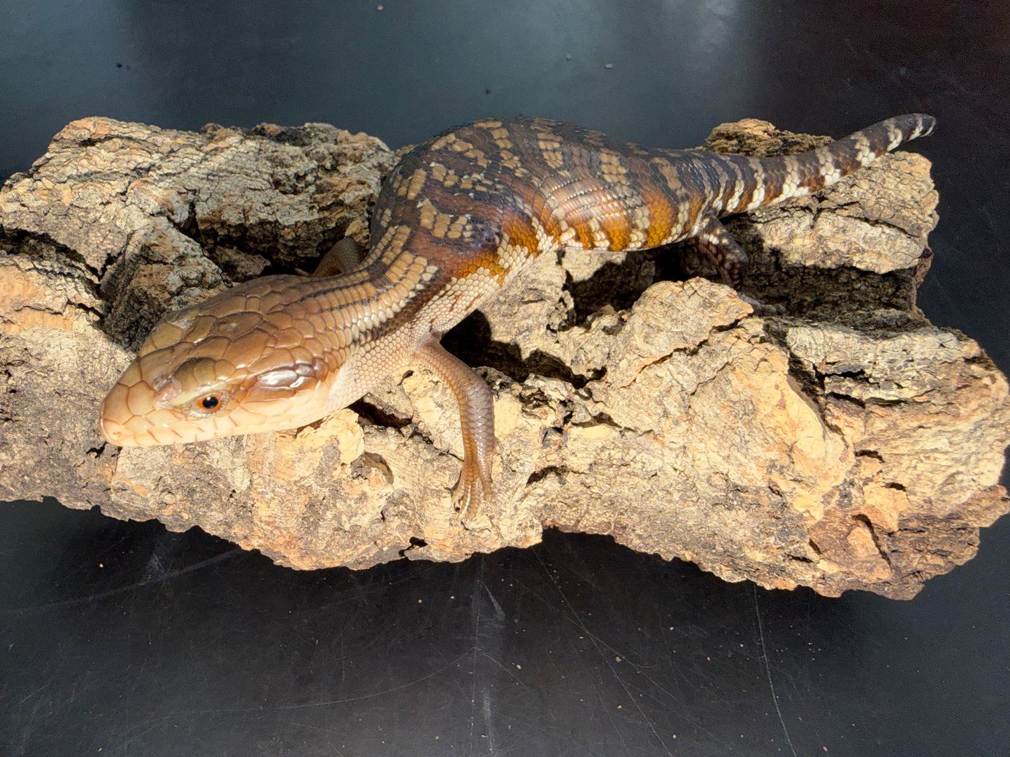 Northern x eastern - Other Blue-Tongued Skinks