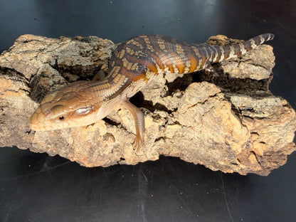 Northern x eastern - Other Blue-Tongued Skinks
