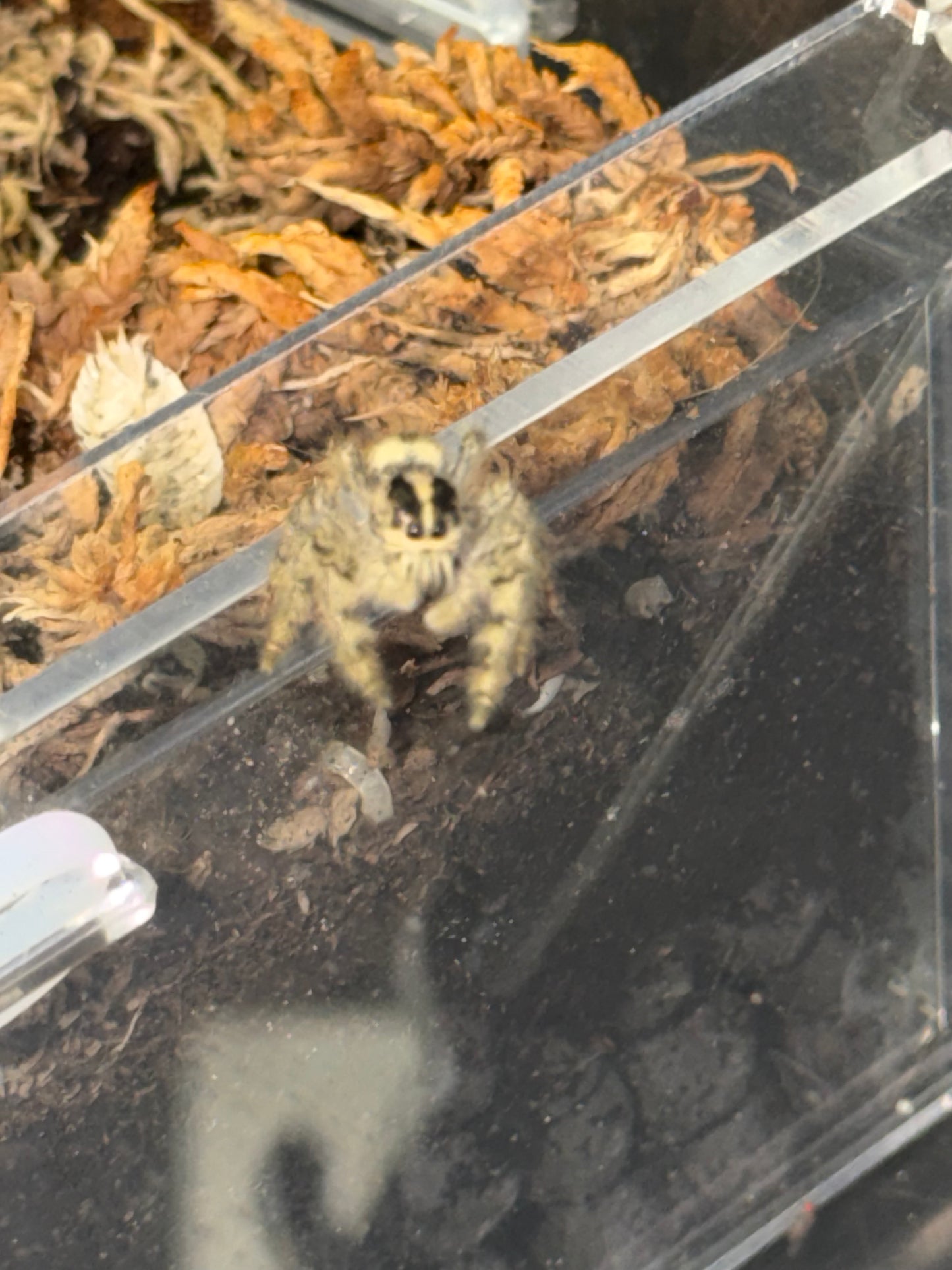 Hyllus dyarti giant jumper - Jumping Spiders
