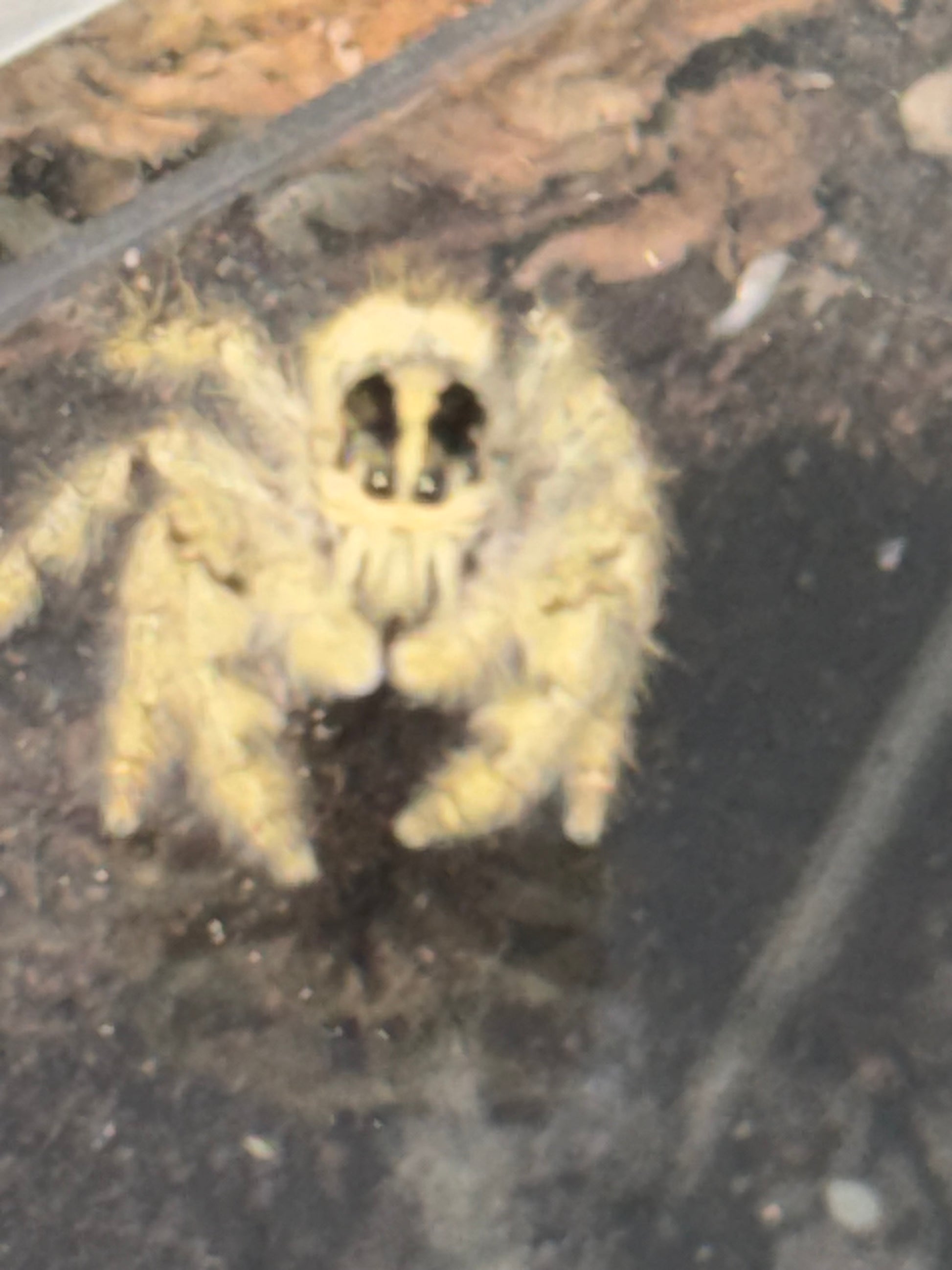 Hyllus dyarti giant jumper - Jumping Spiders