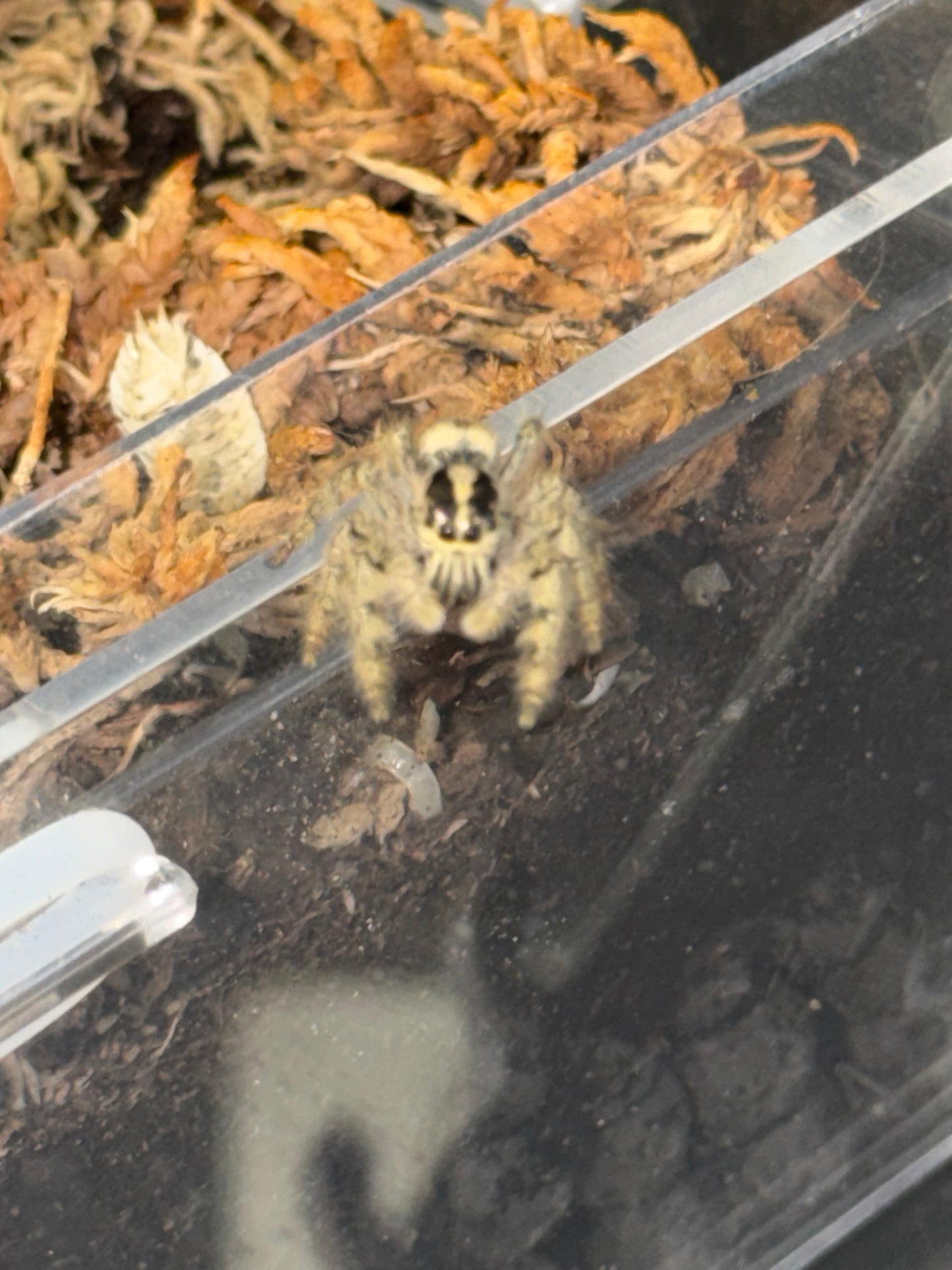 Hyllus dyarti giant jumper - Jumping Spiders