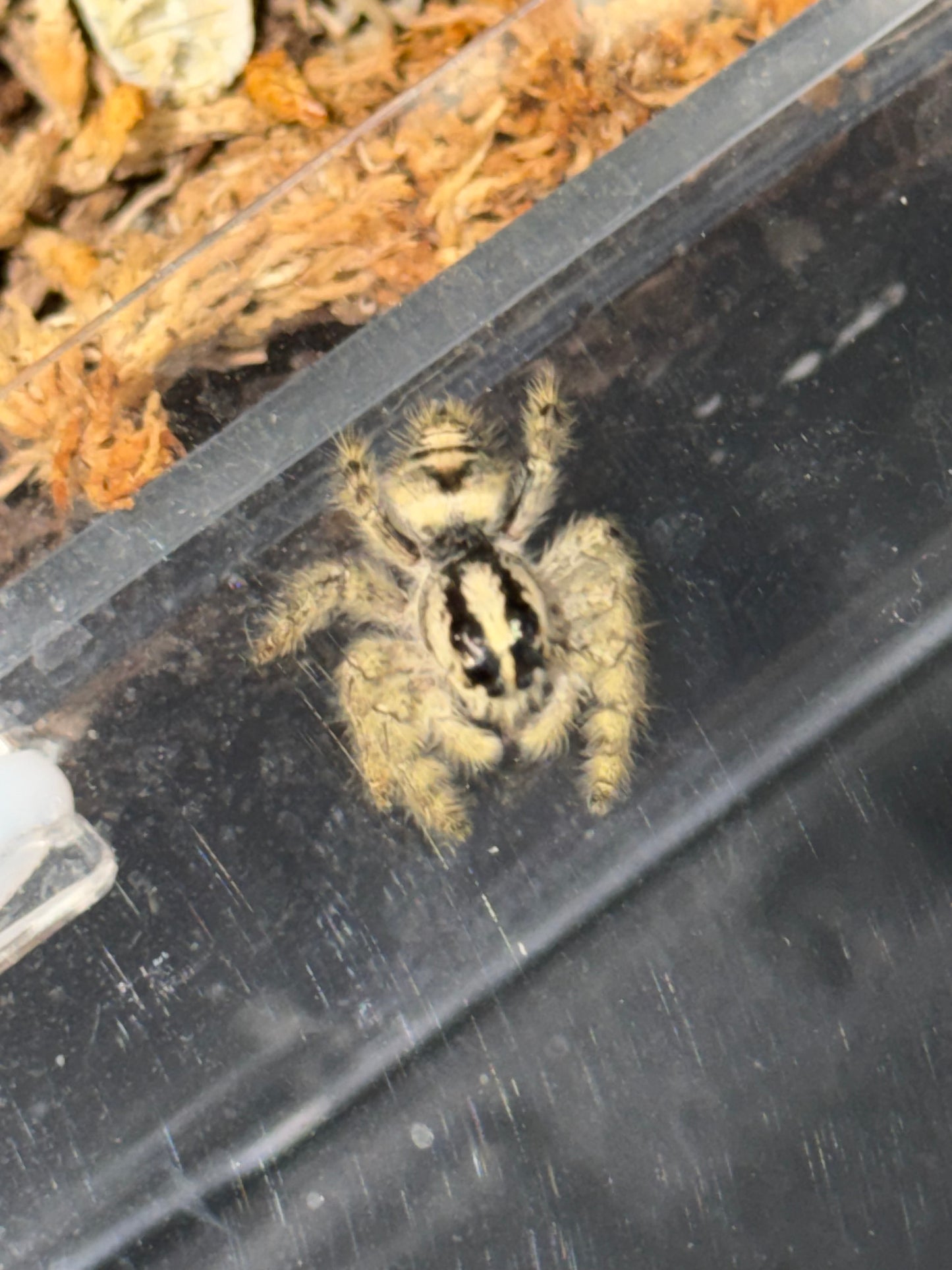 Hyllus dyarti giant jumper - Jumping Spiders