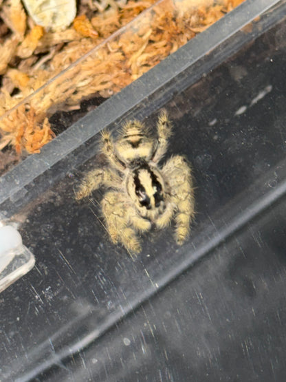 Hyllus dyarti giant jumper - Jumping Spiders