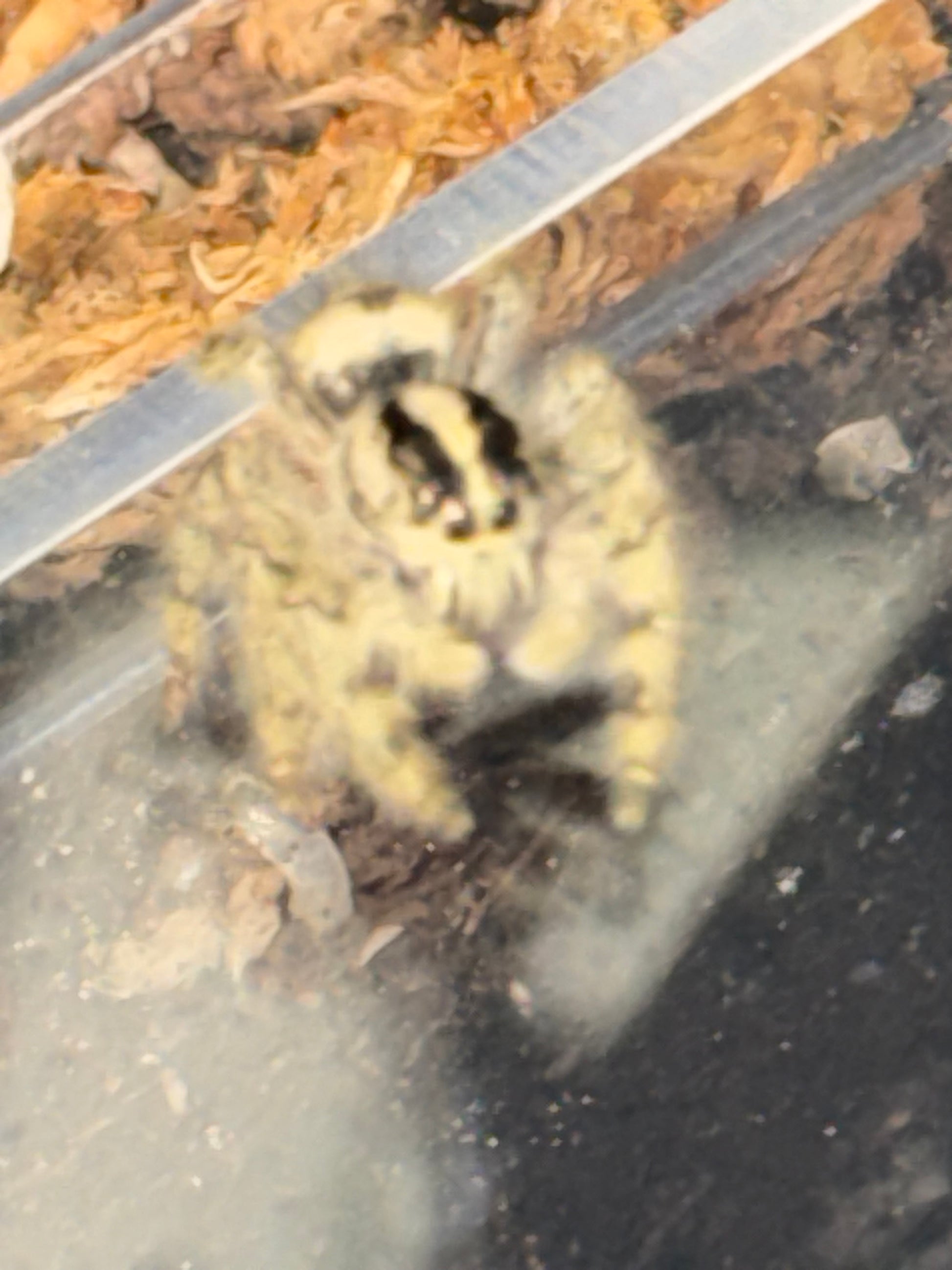 Hyllus dyarti giant jumper - Jumping Spiders