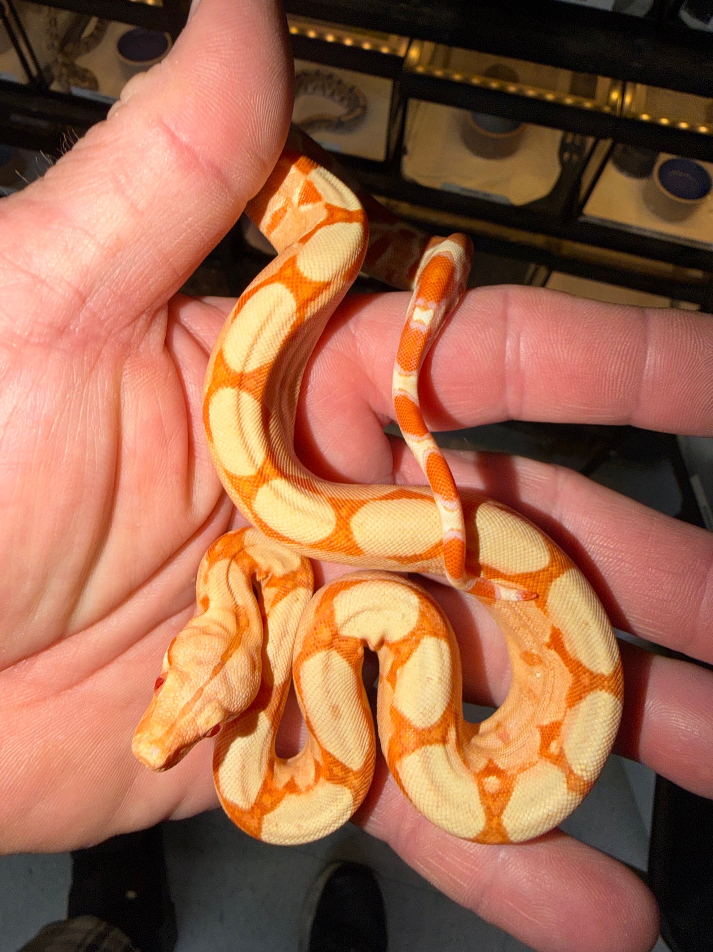 Kahl Sunglow Boa Constrictor