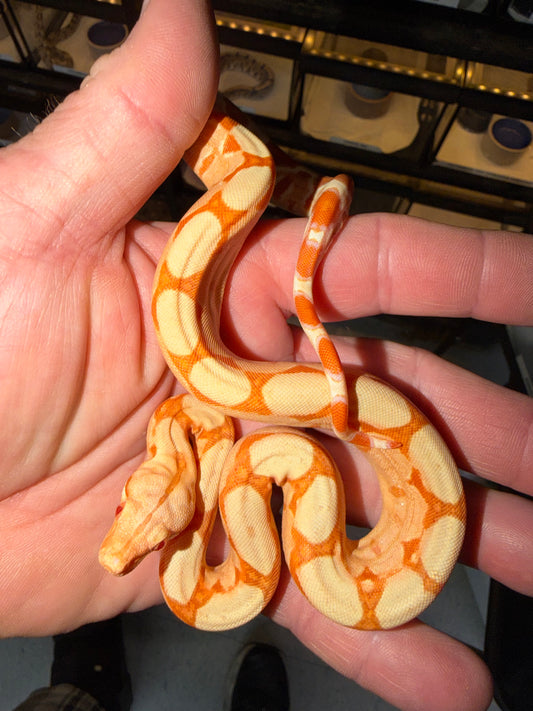 Kahl Sunglow Boa Constrictor