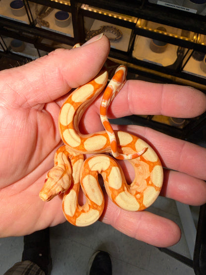 Kahl Sunglow Boa Constrictor