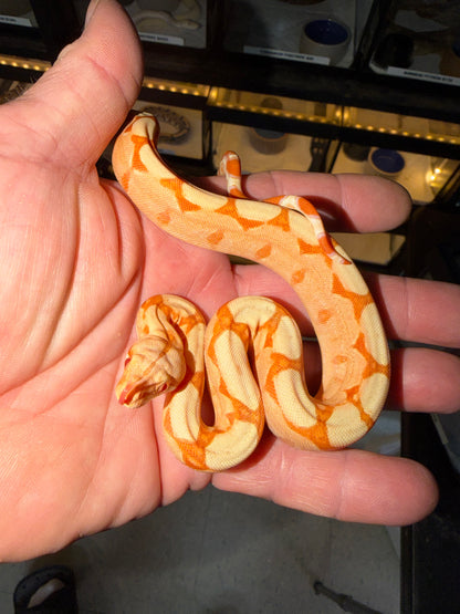 Kahl Sunglow Boa Constrictor