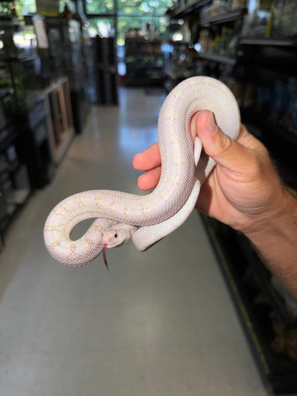 Hypo Axanthic Bullsnake (poss. White Sided, multi het)
