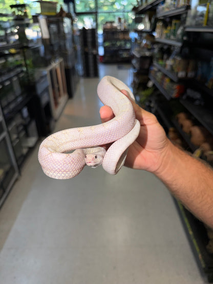 Hypo Axanthic Bullsnake (poss. White Sided, multi het)