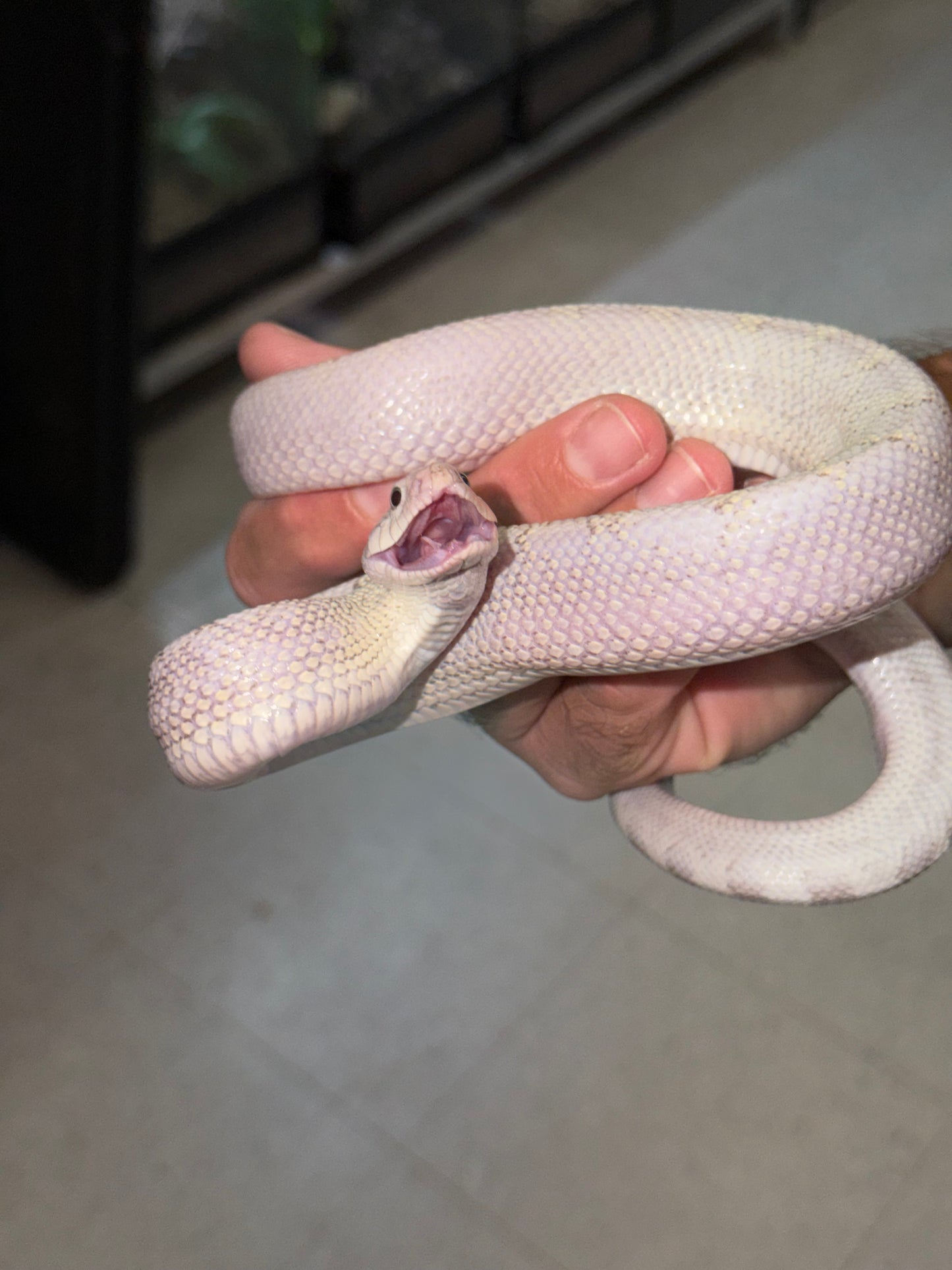 Hypo Axanthic Bullsnake (poss. White Sided, multi het)