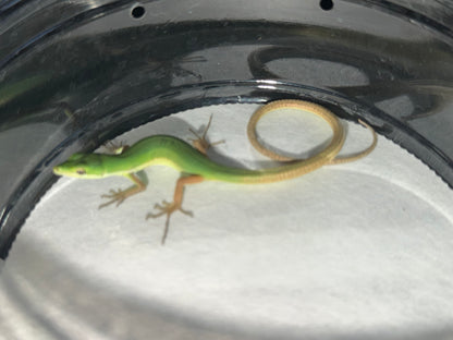Emerald Grass Lizard Pair (Takydromus)