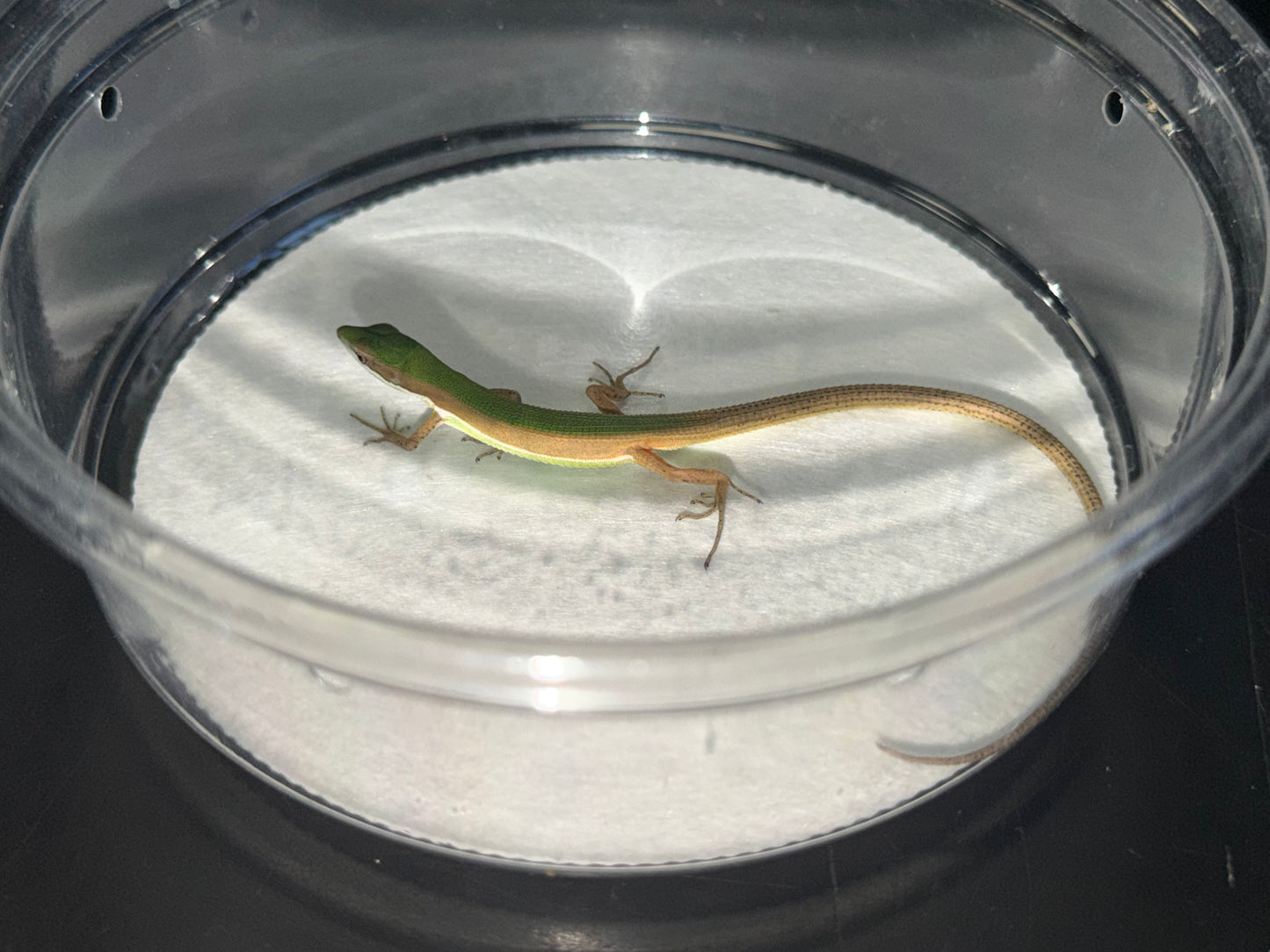 Emerald Grass Lizard Pair (Takydromus)