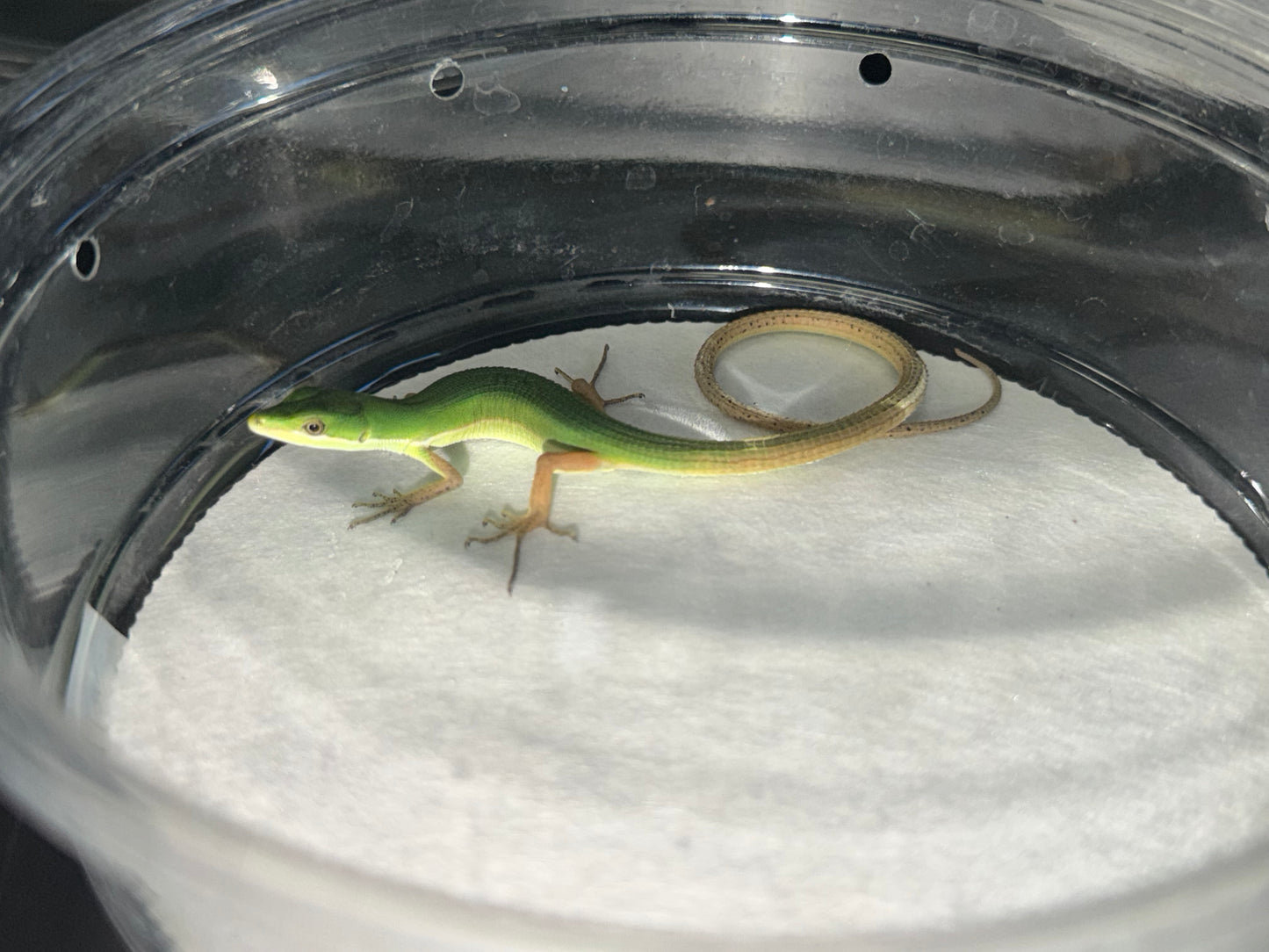 Emerald Grass Lizard Pair (Takydromus)