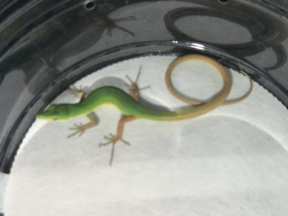 Emerald Grass Lizard Pair (Takydromus)