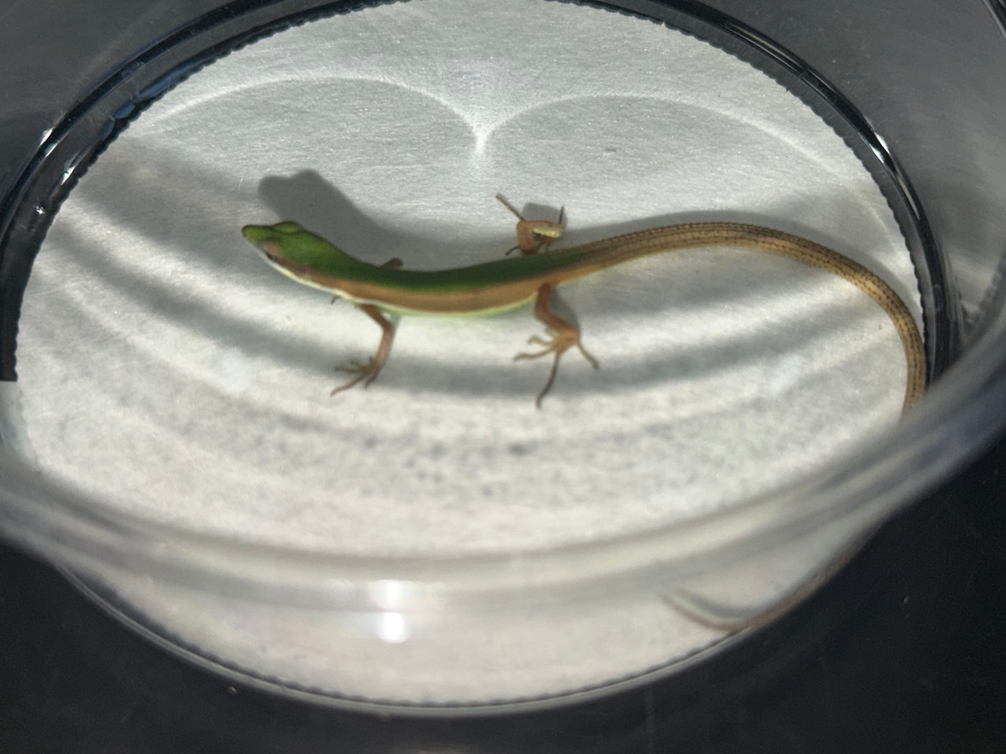 Emerald Grass Lizard Pair (Takydromus)