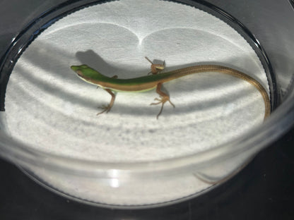 Emerald Grass Lizard Pair (Takydromus)