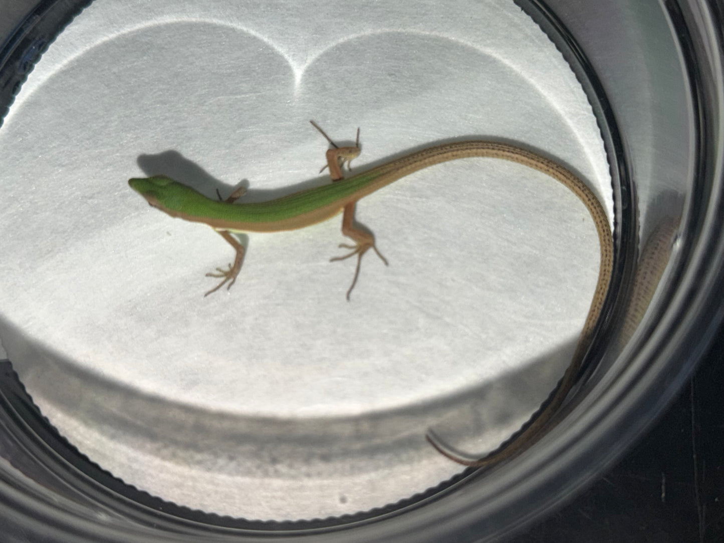 Emerald Grass Lizard Pair (Takydromus)