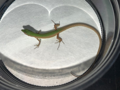 Emerald Grass Lizard Pair (Takydromus)