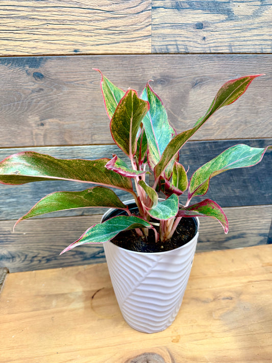 Aglaonema (Chinese Evergreen) – Heavy-Duty Structural Foliage for Large Enclosures