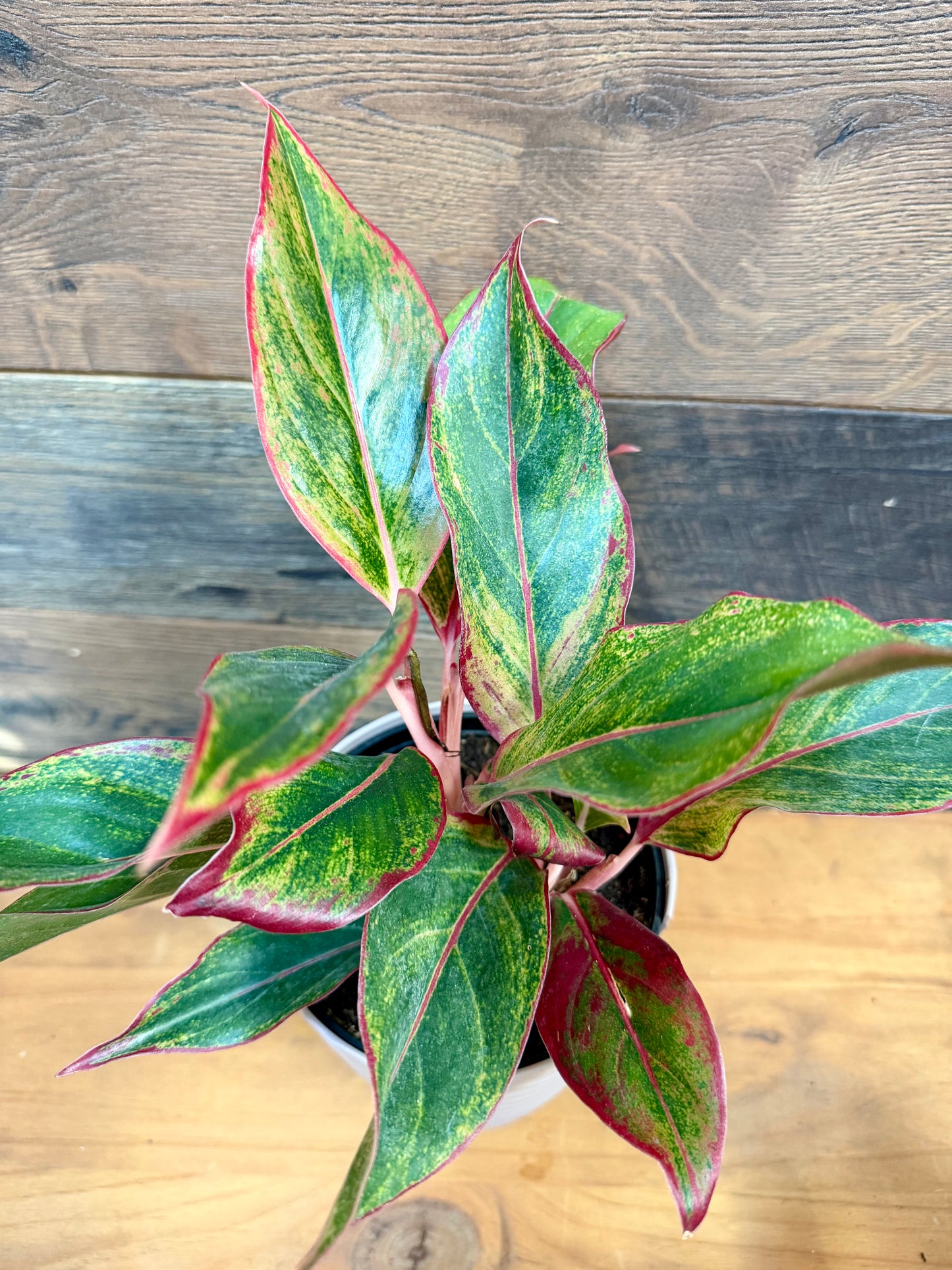 Aglaonema (Chinese Evergreen) – Heavy-Duty Structural Foliage for Large Enclosures
