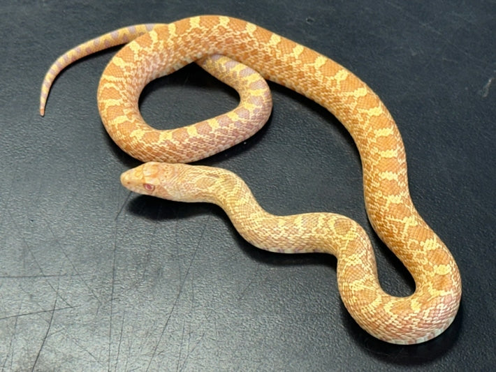 Albino Bullsnake Baby