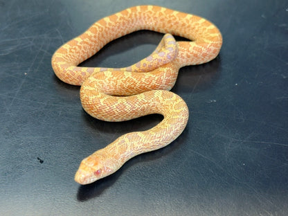 Albino Bullsnake Baby