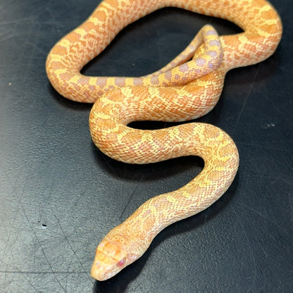 Albino Bullsnake Baby