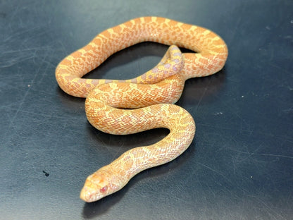 Albino Bullsnake Baby