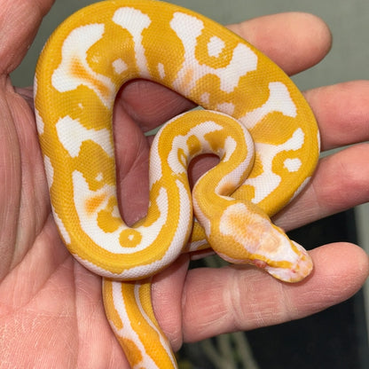 Albino Leopard Ball Pythons Baby