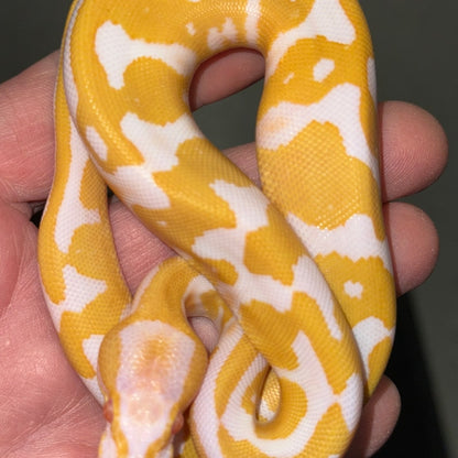 Albino Leopard Ball Pythons Baby