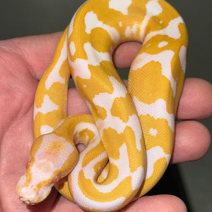 Albino Leopard Ball Pythons Baby