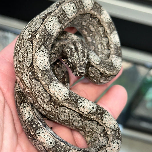 Beautiful Black and White Argentine Boa Constrictors Baby