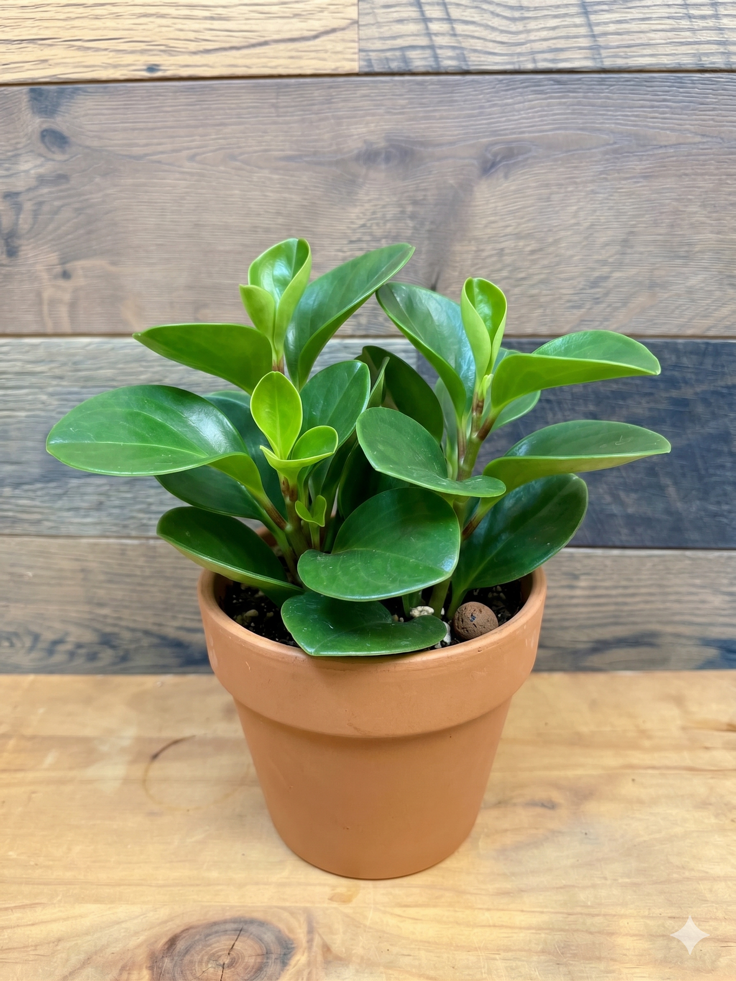 Baby Rubber Plant (Peperomia obtusifolia)
