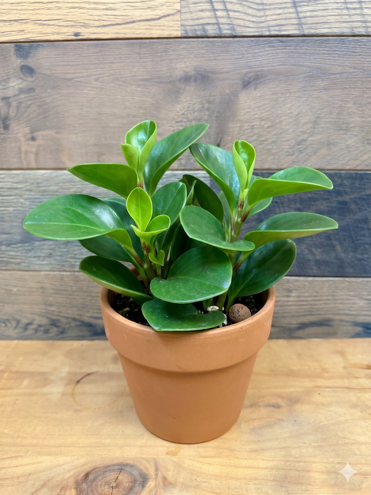 Baby Rubber Plant (Peperomia obtusifolia)