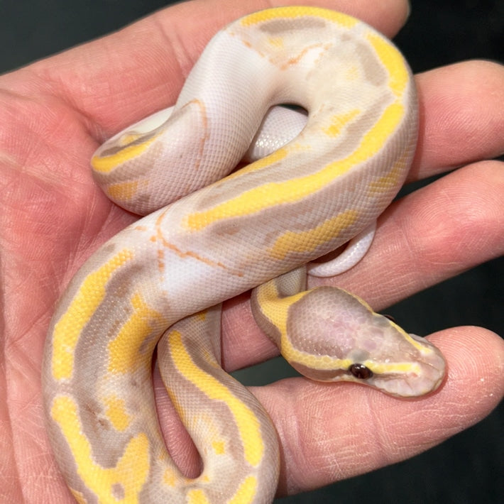 Banana Pied Ball Pythons Baby