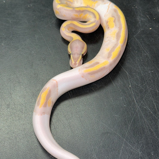 Banana Pied Ball Pythons Baby