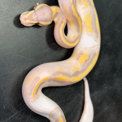 Banana Pied Ball Pythons Baby