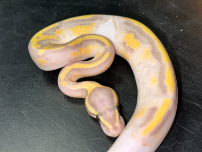 Banana Pied Ball Pythons Baby