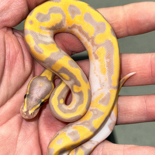 Banana Pied Ball Pythons Baby