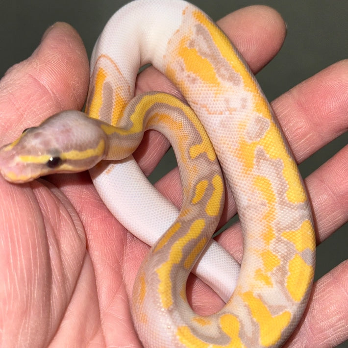 Banana Pied Ball Pythons Baby