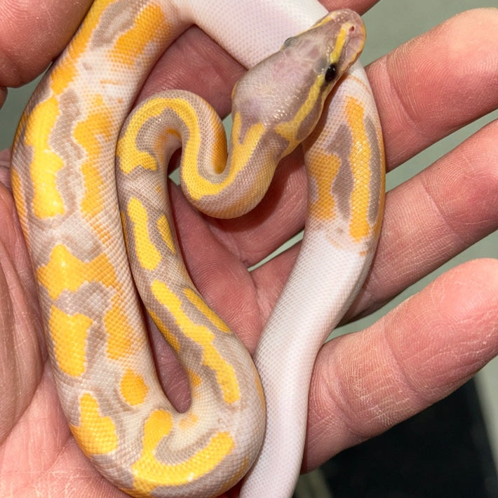 Banana Pied Ball Pythons Baby